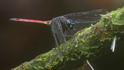 Orthemis cultriformis (Swamp Skimmer) male.jpg
